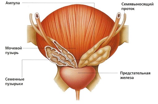 Анатомия и физиология сперматогенеза